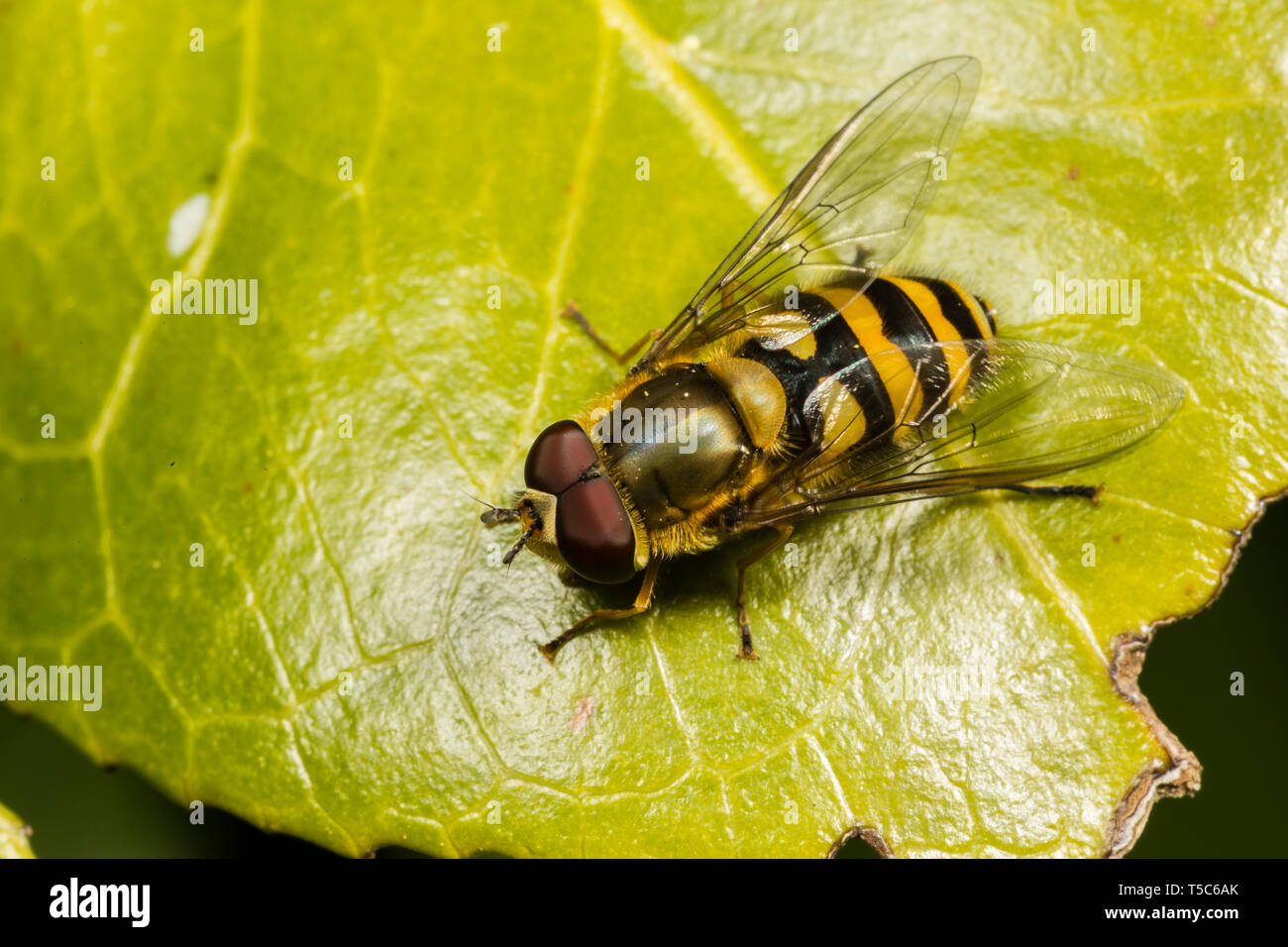 Hoverfly, Syrphus ribesii, maschio, Catbrook, Aprile Foto Stock