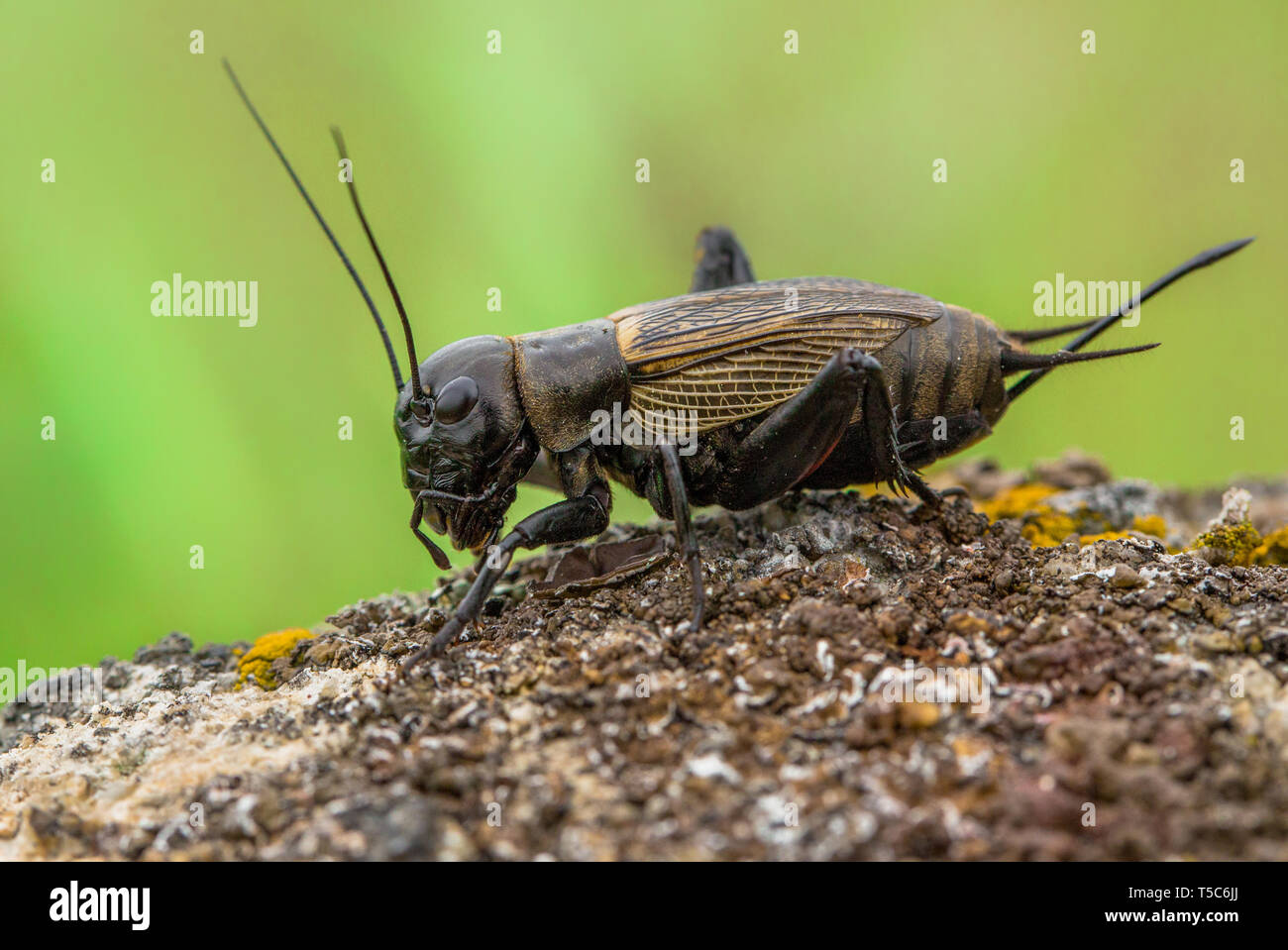 Campo cricket Gryllus campestris in Repubblica Ceca Foto Stock