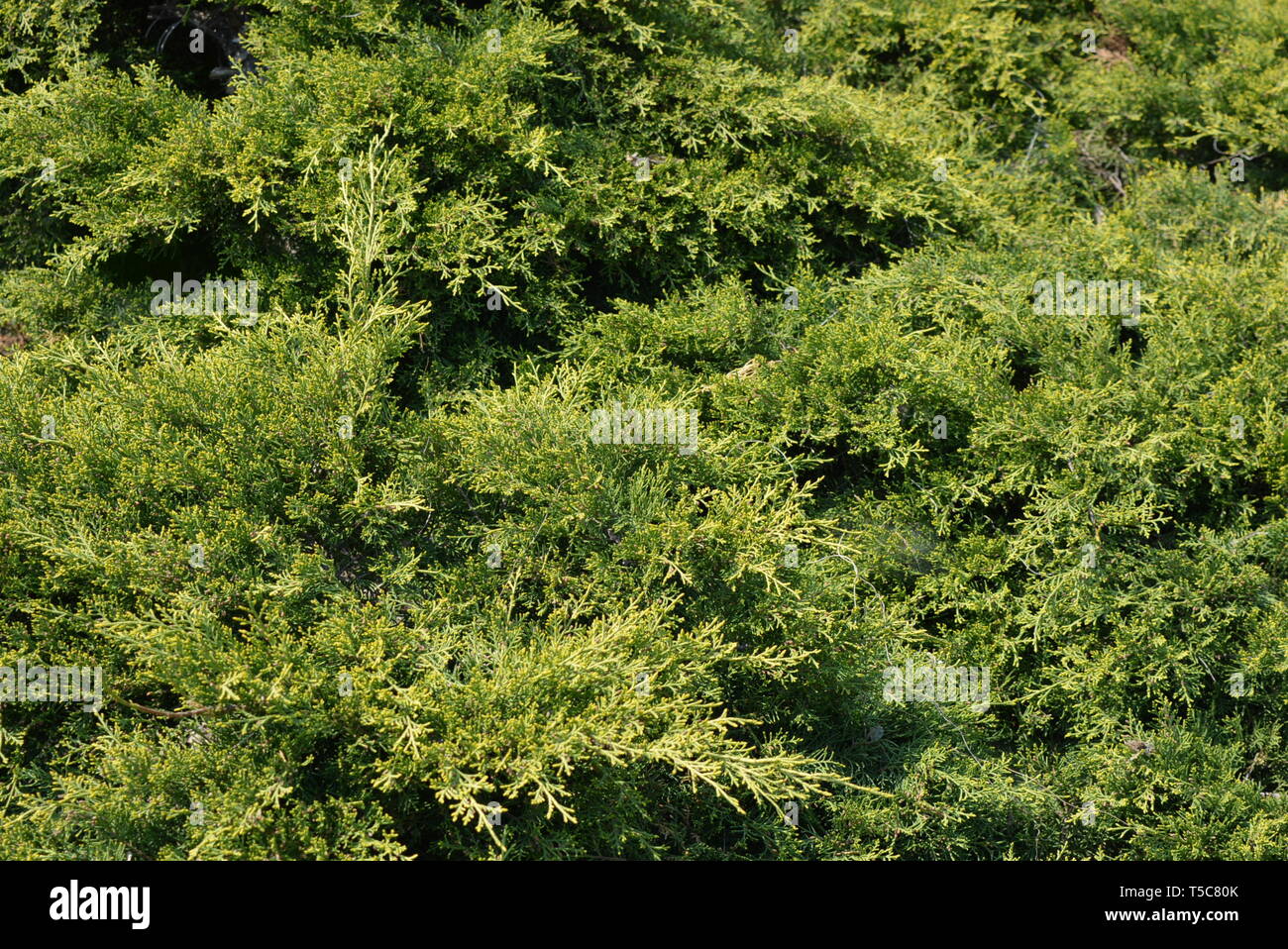 Bellissimi e luminosi cespugli di ginepro, cipresso. Giardinaggio del parco, la dacia stagionale, la natura naturale. Bellezza dello sfondo verde. Foto Stock