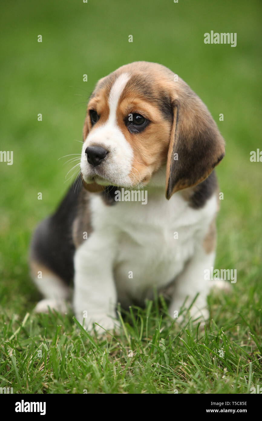 Splendido cucciolo di beagle in giardino guardando a voi Foto Stock