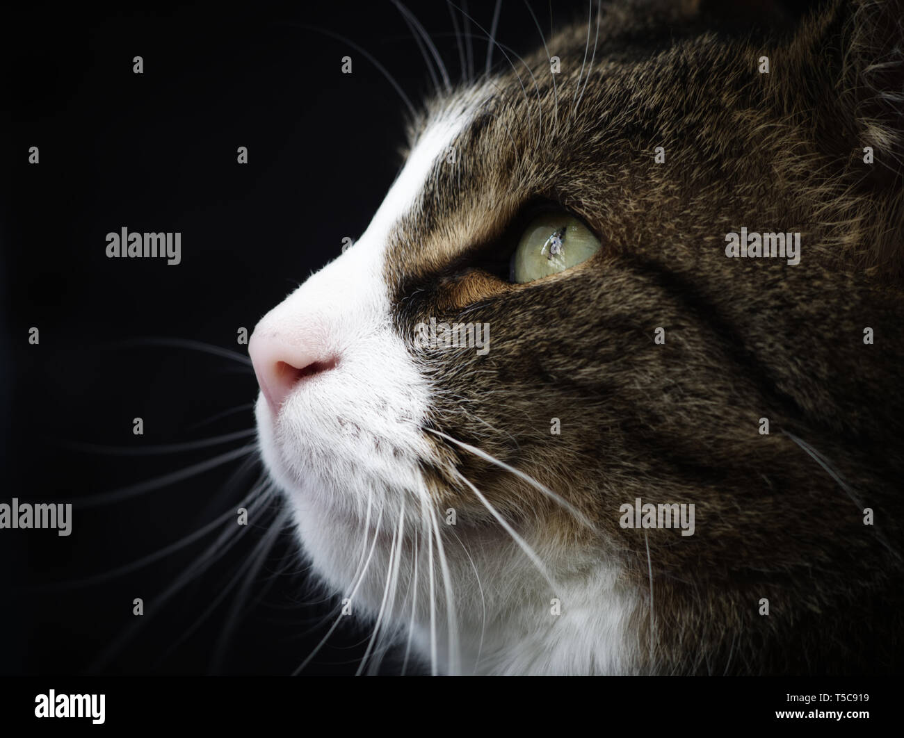 Cerca gatto bianco e nero Foto Stock