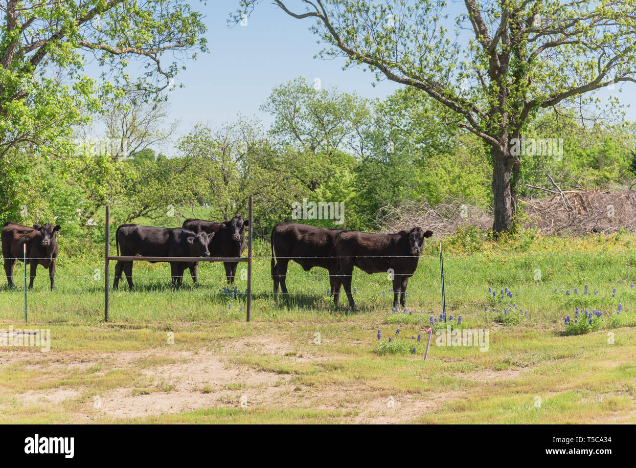 Gruppo di mucche nero a farm locale a Bristol, Texas, Stati Uniti d'America. Nero bestiame al ranch con del filo spinato durante la primavera Bluebonnet blossom Foto Stock