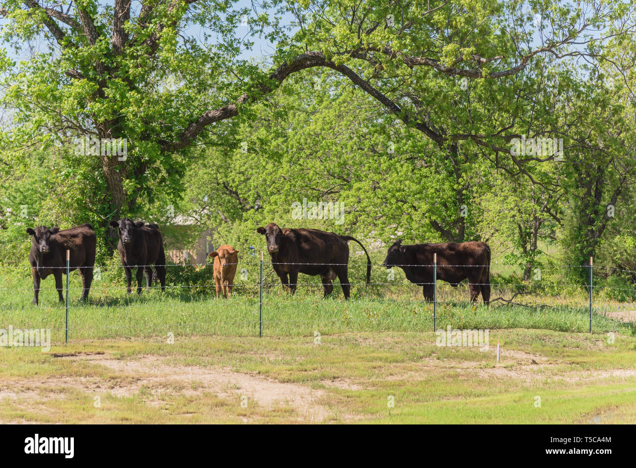 Gruppo di mucche nero a farm locale a Bristol, Texas, Stati Uniti d'America. Nero bestiame al ranch con del filo spinato durante la primavera Bluebonnet blossom Foto Stock
