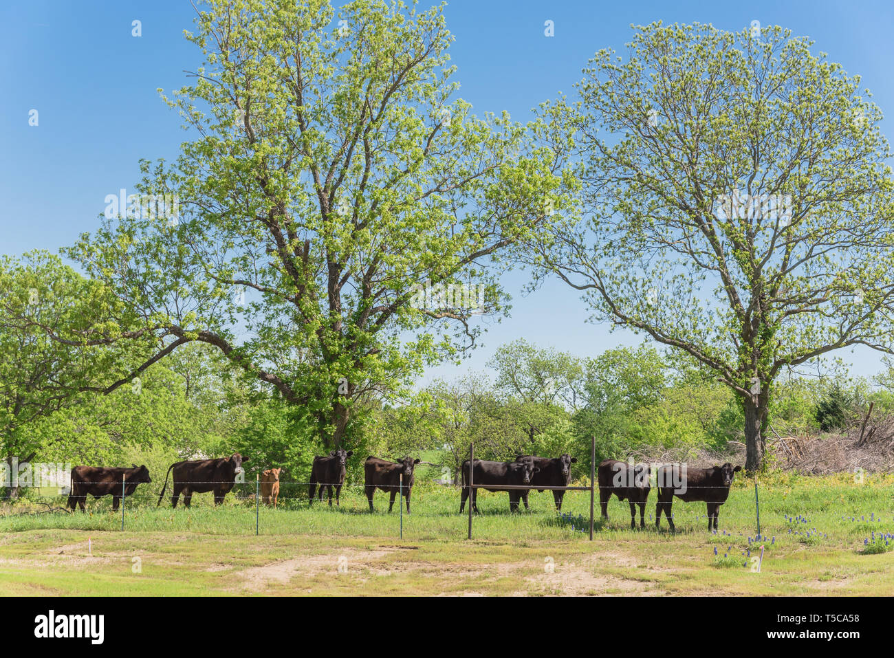 Gruppo di mucche nero a farm locale a Bristol, Texas, Stati Uniti d'America. Nero bestiame al ranch con del filo spinato durante la primavera Bluebonnet blossom Foto Stock