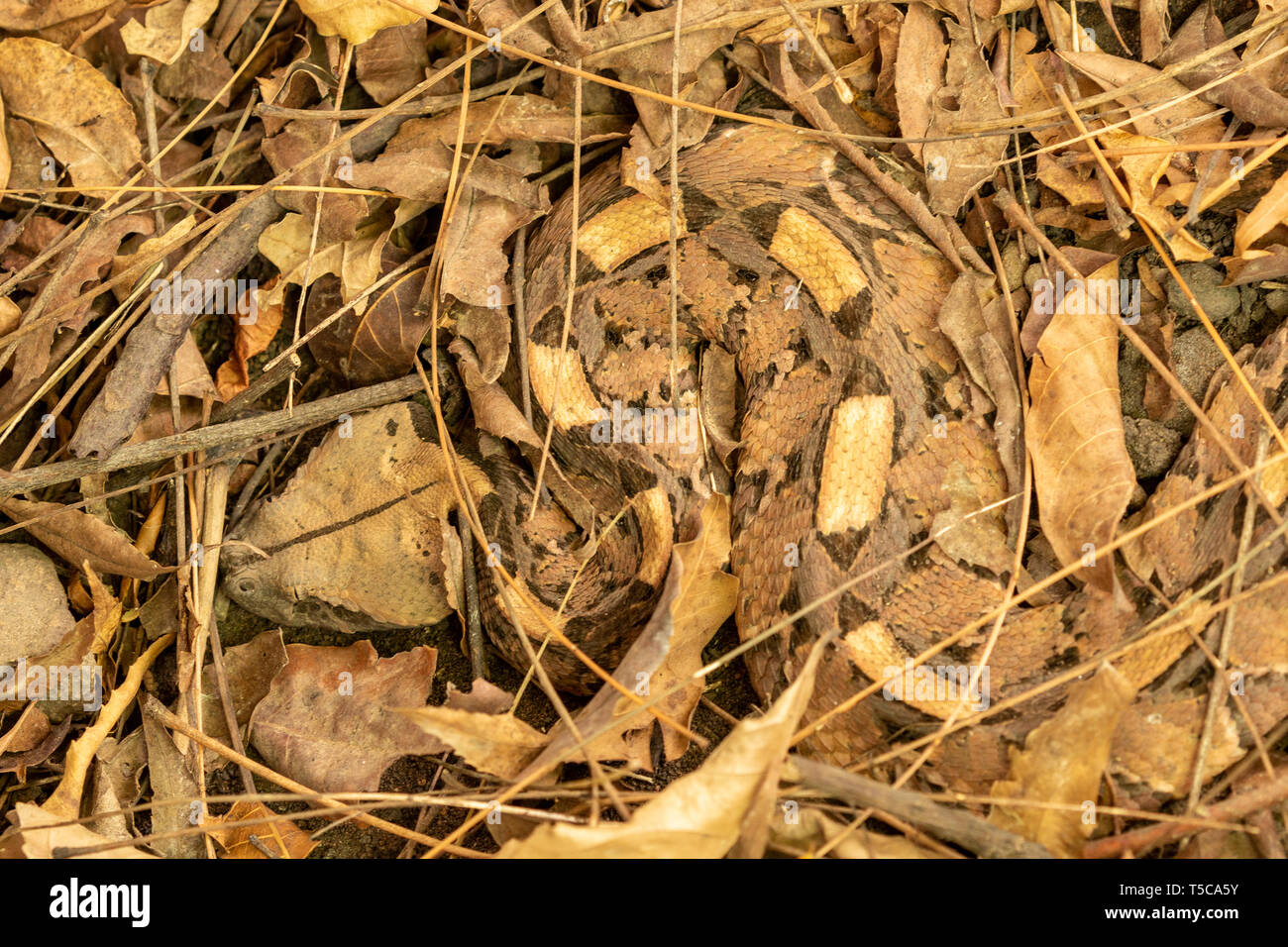 Gaboon viper mimetizzato in lettiera a foglia Foto Stock