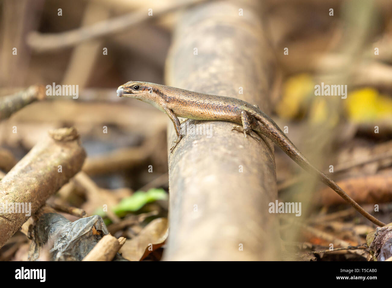 Lizard skink appollaiato su un ramo mentre si attacca la lingua, leccando le labbra Foto Stock
