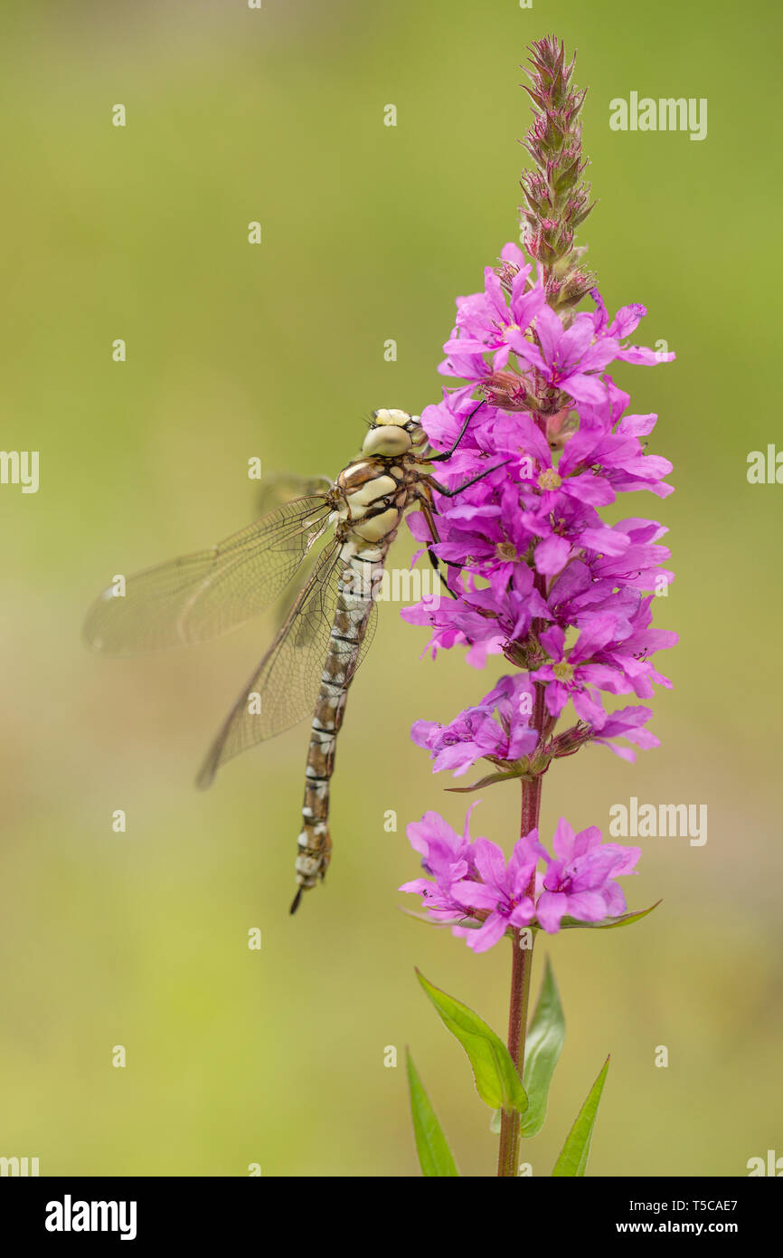 Sud femmina hawker, Aeshna cyanea, dragonfly appena emersa dalla ninfa-cuticola in Repubblica Ceca Foto Stock
