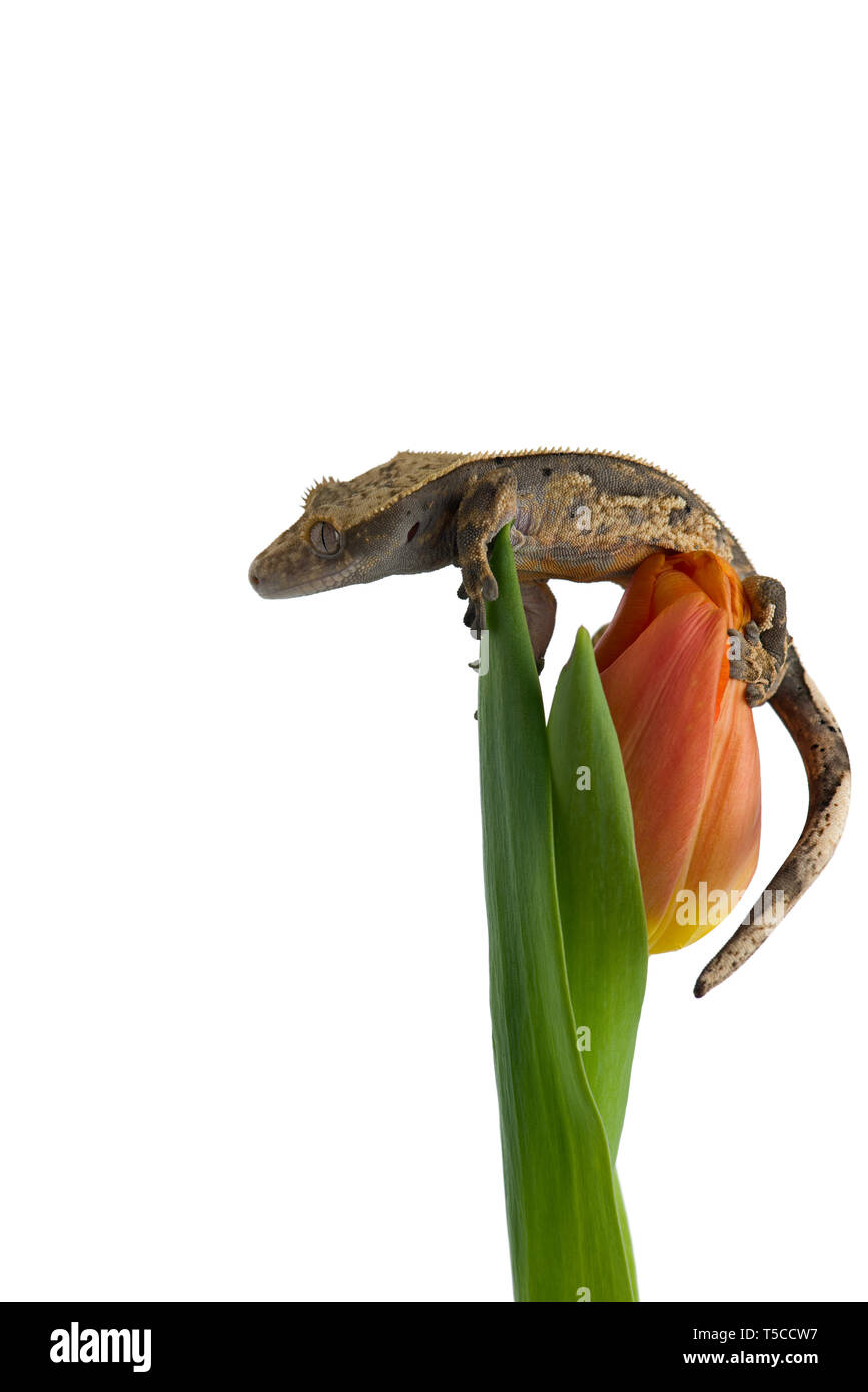 Crested gecko su un fiore isolato su sfondo bianco Foto Stock
