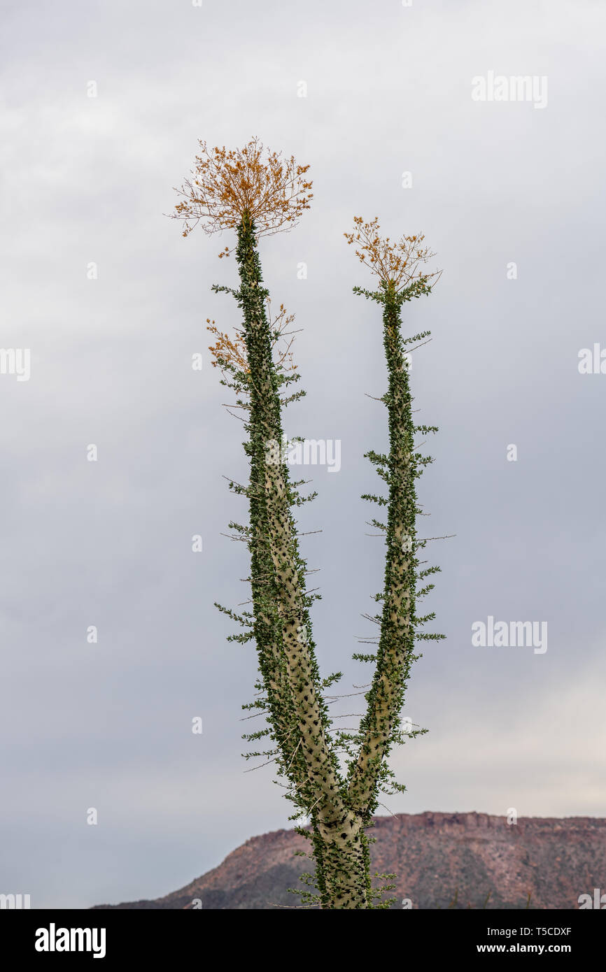 Alberi Boojum (Fouquieria columnaris) o cirio in Baja California, Messico. Foto Stock