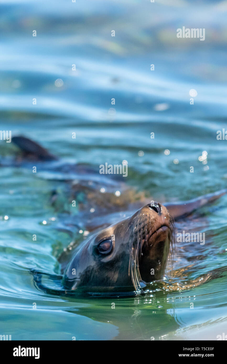 Close up della California Sea Lion (Zalophus californianus) nuoto al largo della costa di Los Islotes, Baja California, Messico. Foto Stock