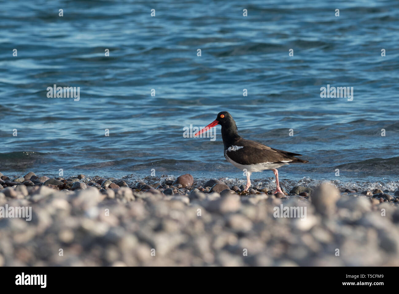 American oystercatcher, Baia di Loreto Nat. Parco, Baja California Sur, Messico. Foto Stock