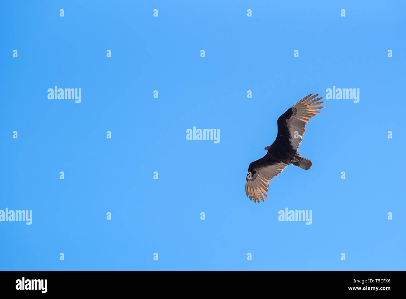 La Turchia avvoltoi, Baia di Loreto Nat. Parco, Baja California Sur, Messico. Foto Stock