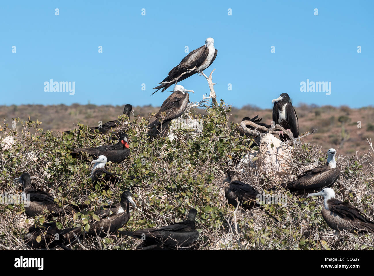 Frigatebird colonia nidificazione, Espiritu Santo Isola, BCS, Messico Foto Stock