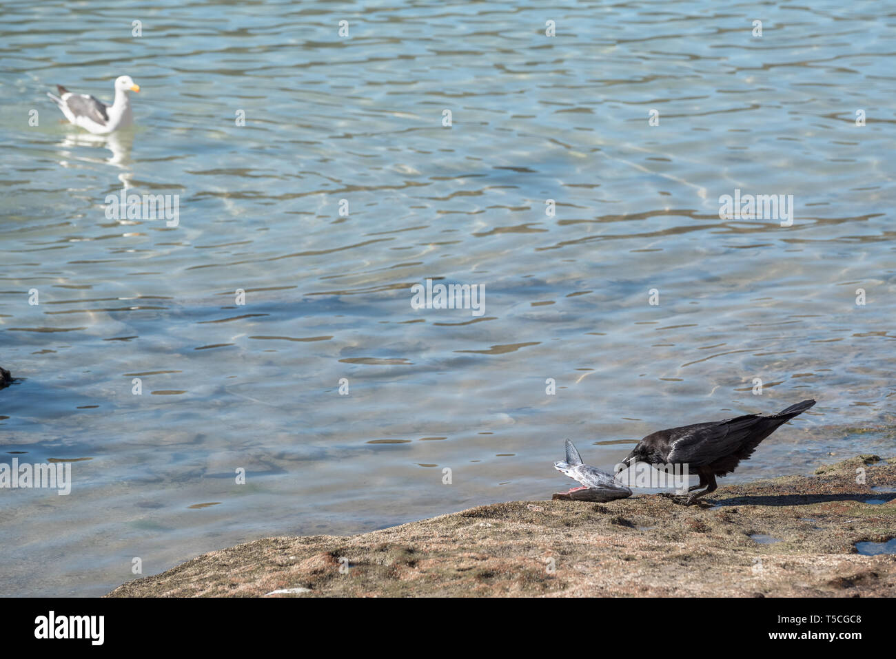 Raven mangiare una testa di pesce mentre un gabbiano guarda, Espiritu Santo Isola, Baja California Sur, Messico. Foto Stock