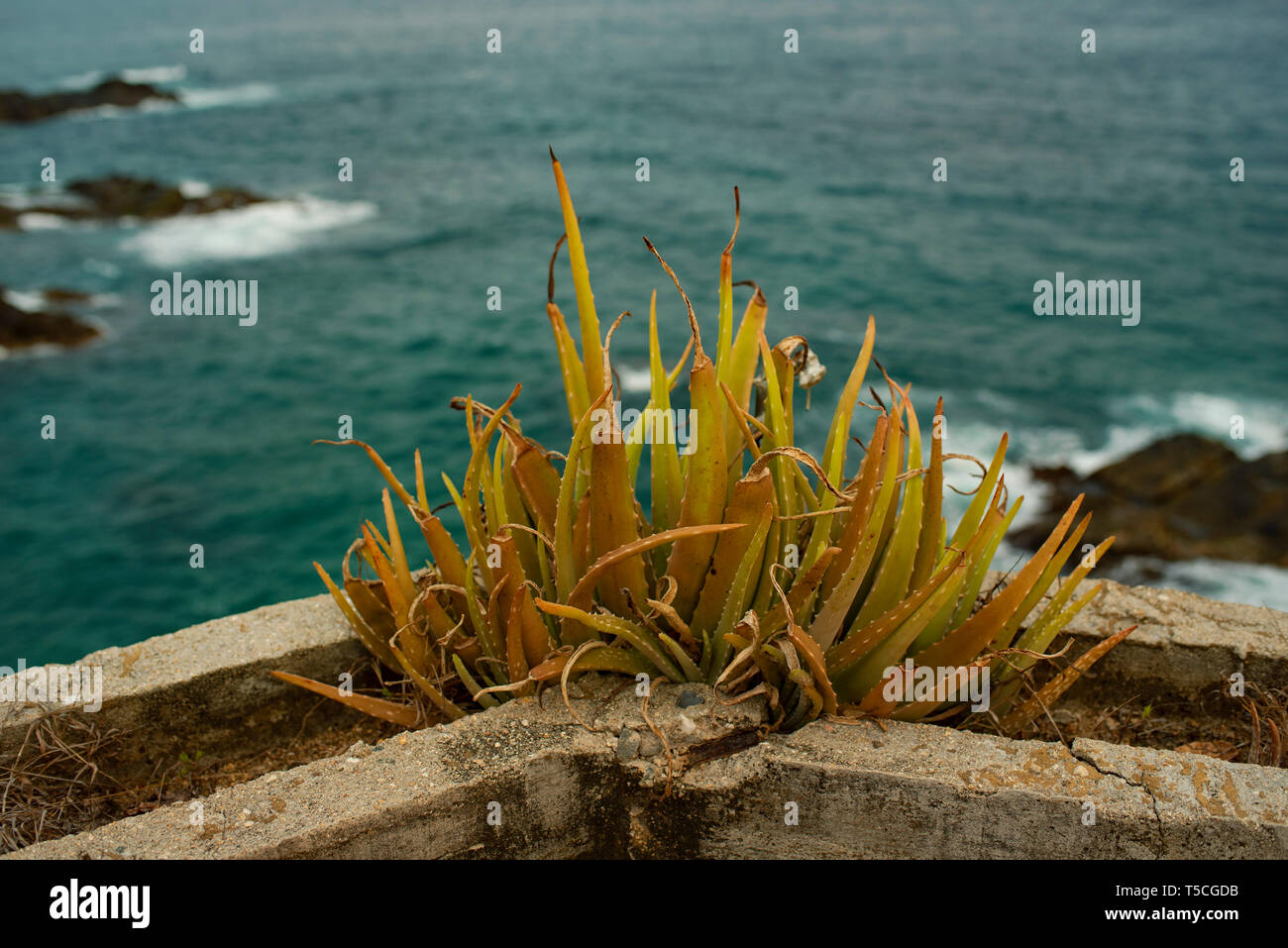 Succulento con incredibile scenario costiero. Immagine RF per le piante, giardini e home / hospitality decor e idee. Zipolite, Stato di Oaxaca, Messico. Apr 2019 Foto Stock