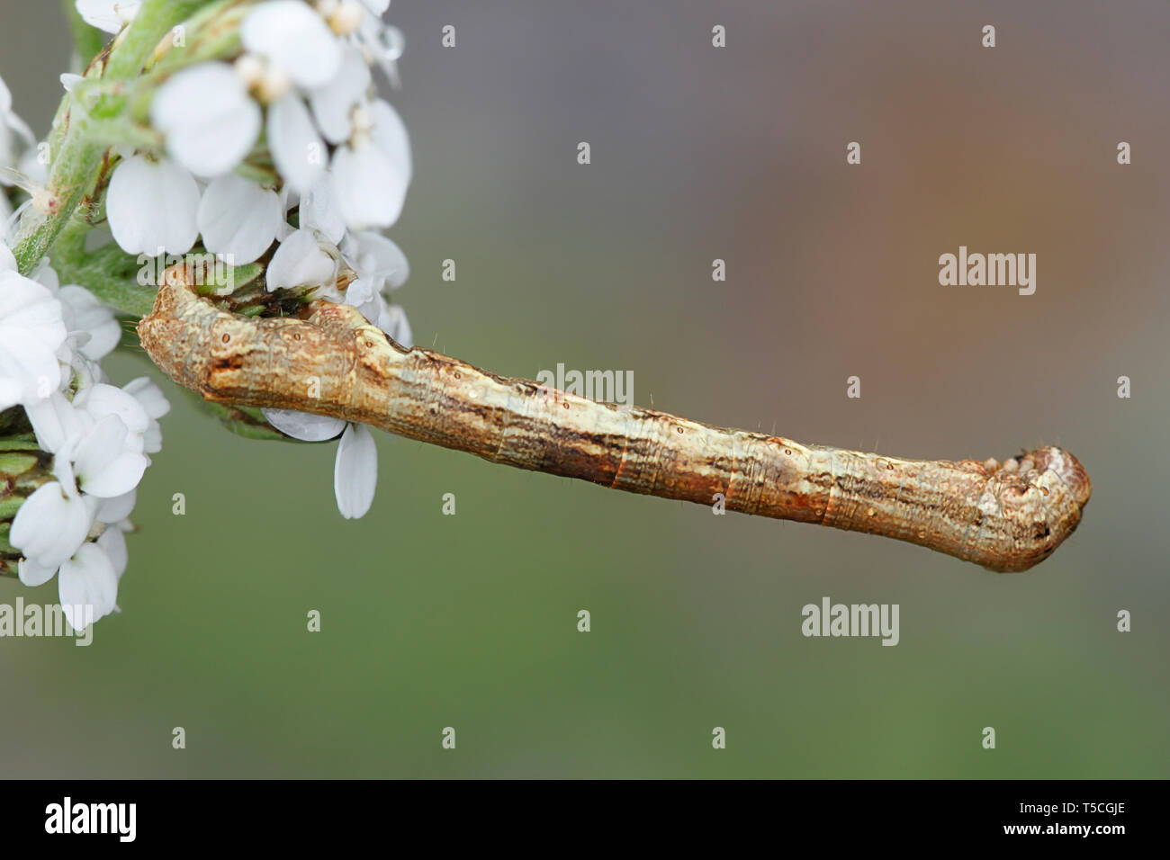 Festone Hazel Odontopera bidentata, una falena larva di mimare un bastone Foto Stock