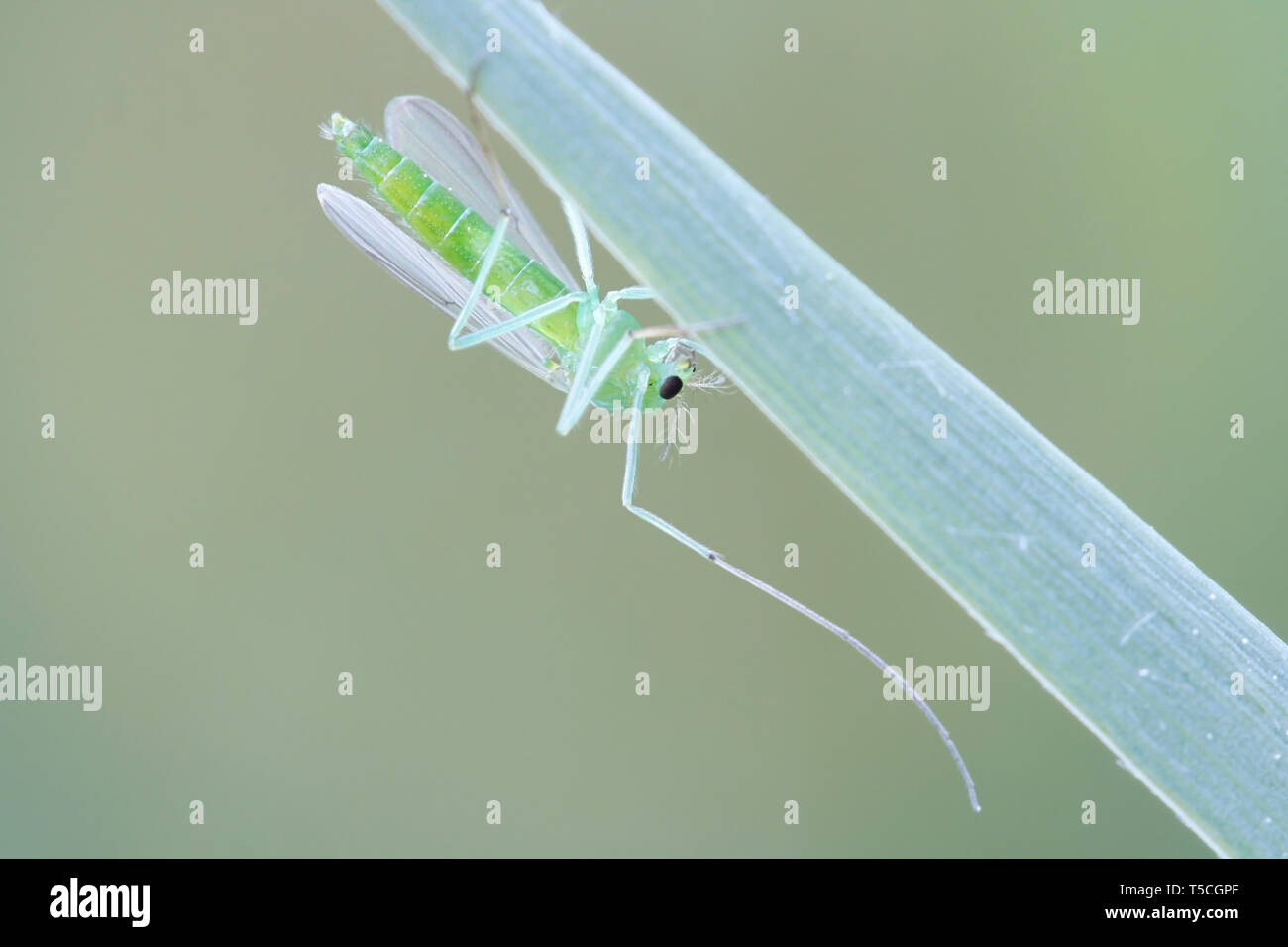 Chironomidae femmina, comunemente noto come chironomid, nonbiting midge, o lago di volare Foto Stock