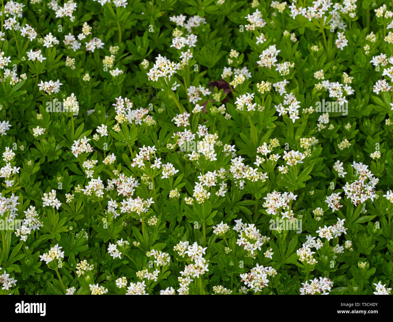 Sweet Woodruff, Galium odoratum in fiore giardino di Norfolk Foto Stock
