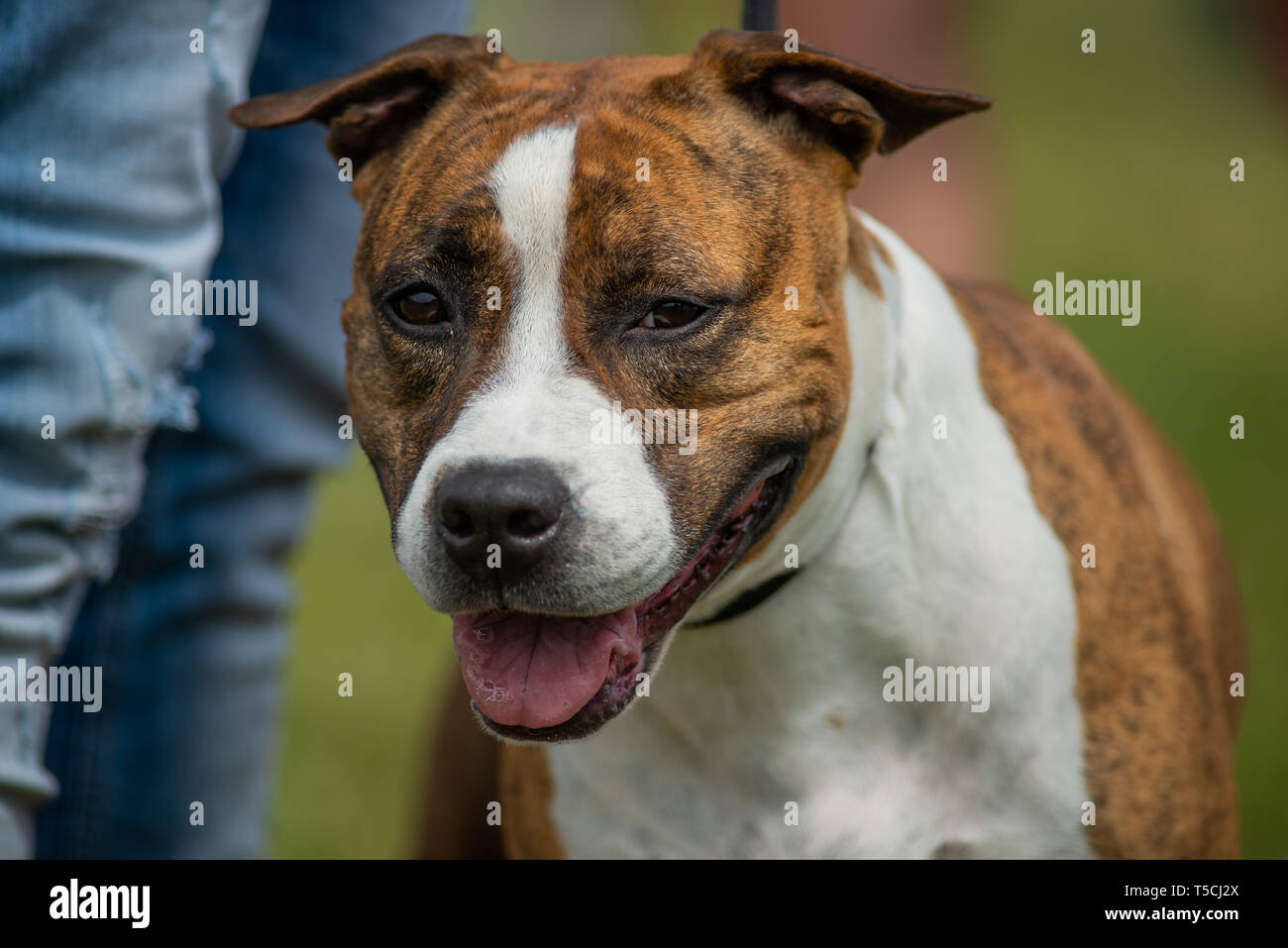 Ritratto di testa di un american staffordhire terrier, il tigrato e con intatte le orecchie Foto Stock