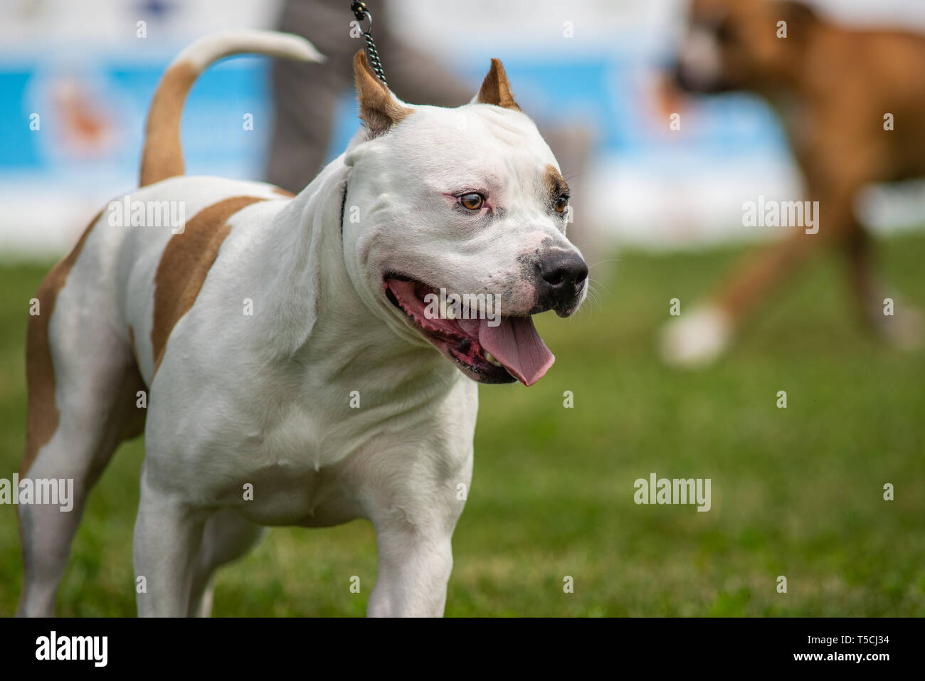 Bianco e arancione Amstaff con orecchie in esecuzione Foto Stock