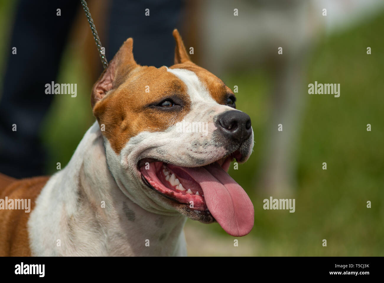 Ritratto di testa di un sorridente amstadd, bianco e arancione, con orecchie Foto Stock