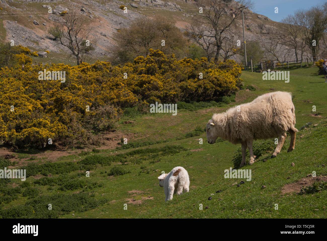 Giovane agnello vicino a Llangollen in Denbighshire in Galles Foto Stock