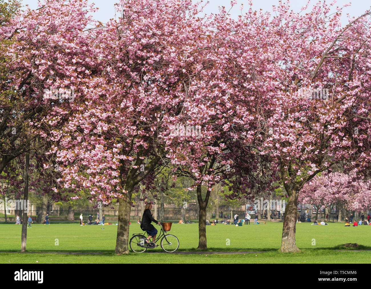 Edimburgo, Scozia, Regno Unito. 23 apr, 2019. Con la fioritura dei ciliegi in fiore su alberi nei prati Park nel sud della città, gli studenti provenienti dalla vicina Università di Edimburgo e il pubblico di godere il fiore e il bel tempo. Credito: Iain Masterton/Alamy Live News Foto Stock
