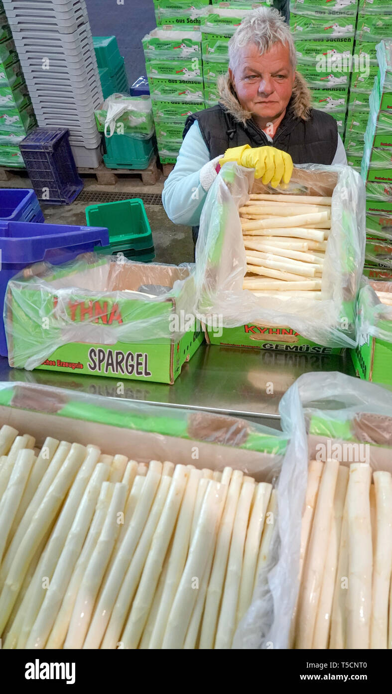 17 aprile 2019, in Sassonia, Kyhna: cucito gli asparagi è lavato e ordinati per trebbiatrici polacco all'asparago Kyhna farm di Gemüsebau Kyhna KG. La stagione per la primavera di verdure già vi è iniziato su 28.03.2019. Foto: Peter Endig/dpa-Zentralbild/ZB Foto Stock