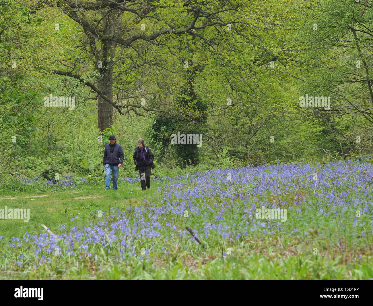 Hucking, Kent, Regno Unito. 24 Aprile, 2019. Regno Unito Meteo: un magnifico display della molla bluebells attualmente può essere visto nel bosco in Hucking, Kent. Credito: James Bell/Alamy Live News Foto Stock