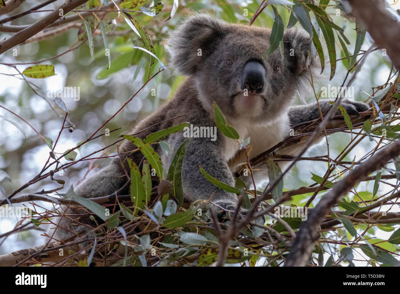 Il Koala appollaiato in eucalipto, Parco Nazionale di Flinders Chase, Kangaroo Island, in Australia Foto Stock