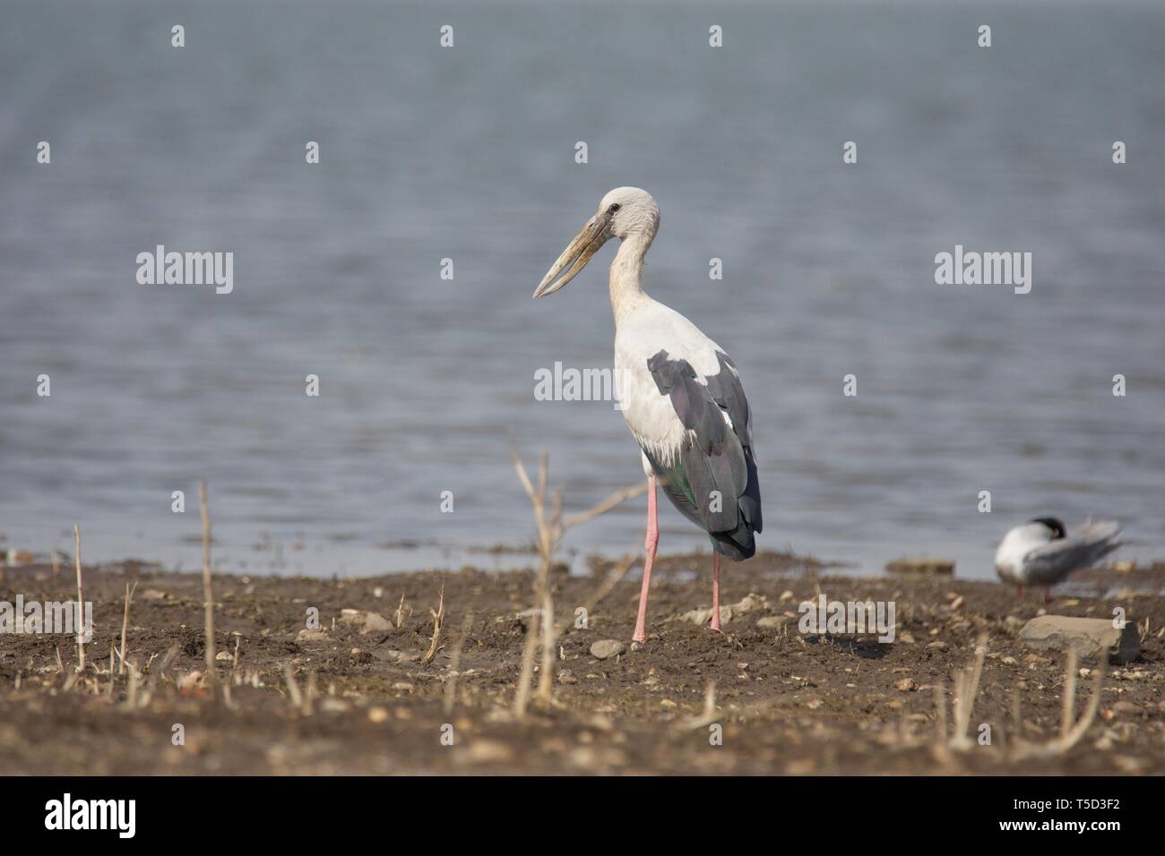 Asian Openbill Stork Foto Stock