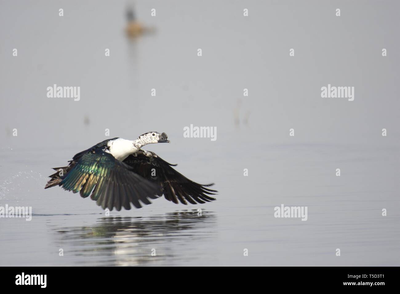 Manopola di anatra fatturati Foto Stock