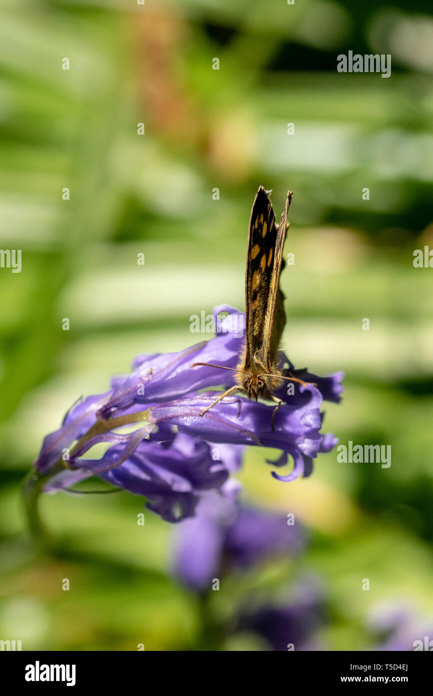 Guardando verso il basso su un legno maculato butterfly ( Pararge aegeria) poggiante su bluebell le teste dei fiori in primavera Foto Stock