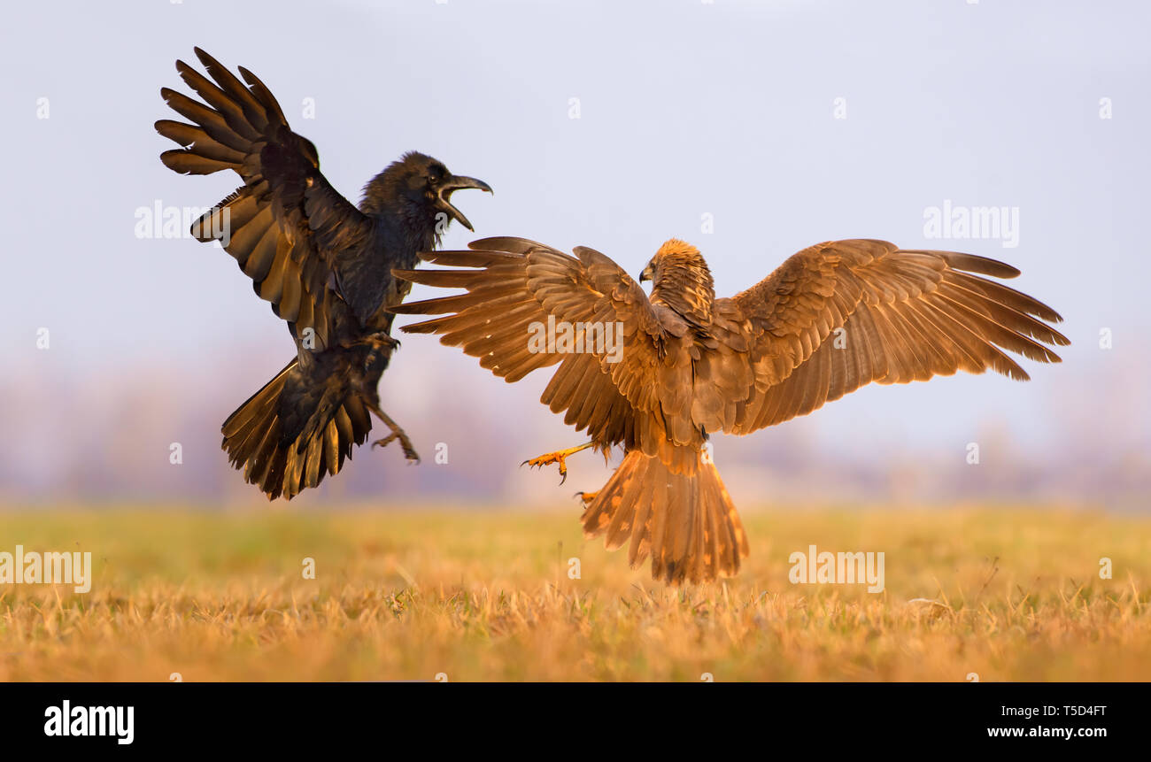 Western Marsh Harrier e Raven comune lotta contro ogni altra in aria con contagiava ali e code Foto Stock