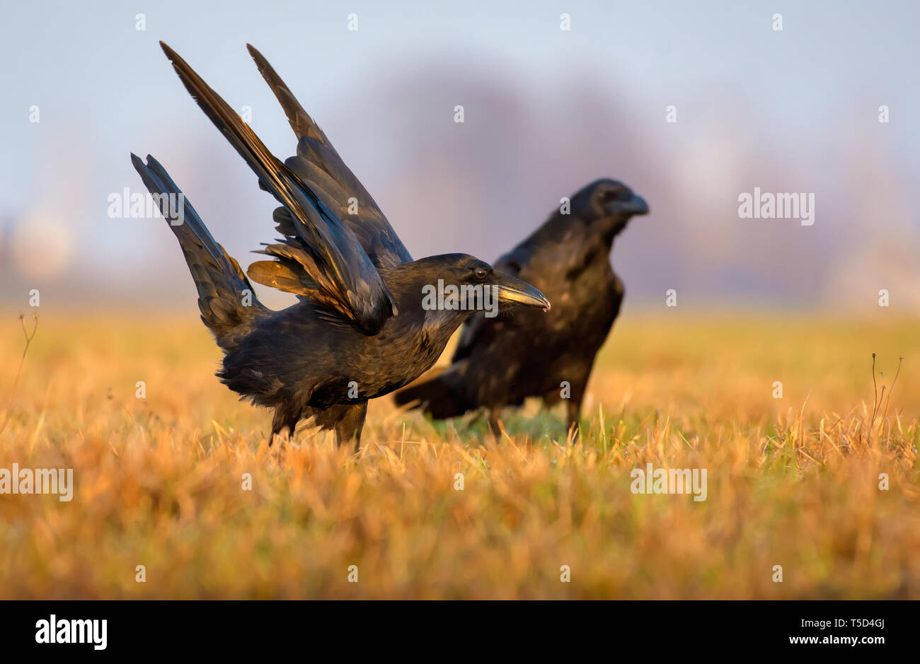 Raven comune di atterraggio in campo con ali sollevato Foto Stock