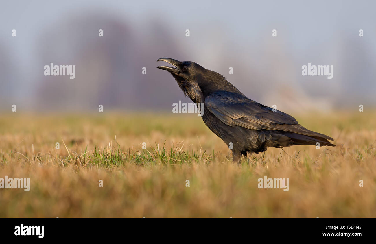 Raven comune grida ad alta voce al mattino presto Foto Stock