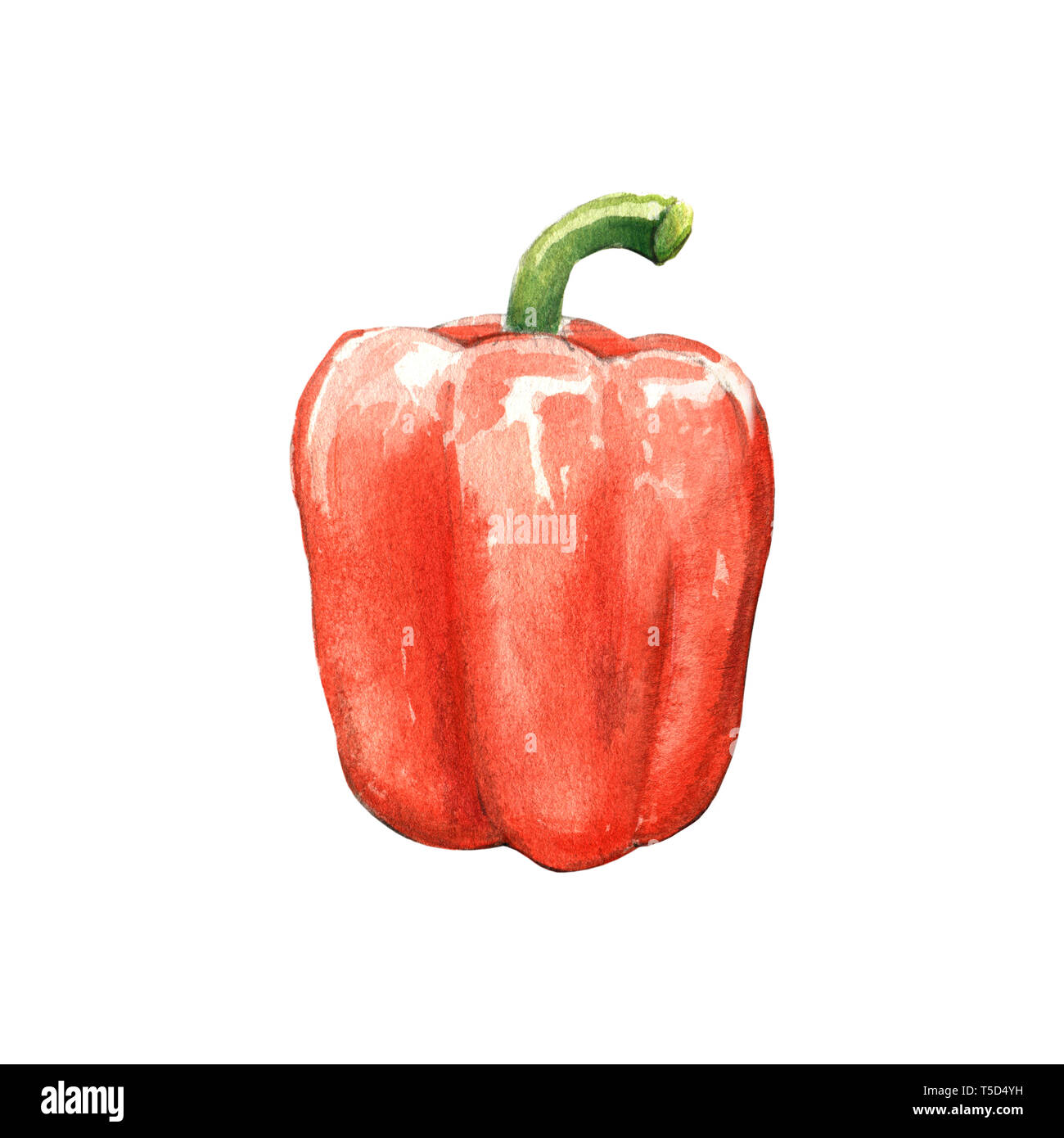 Peperone rosso illustrazione ad acquerello su sfondo bianco Foto Stock