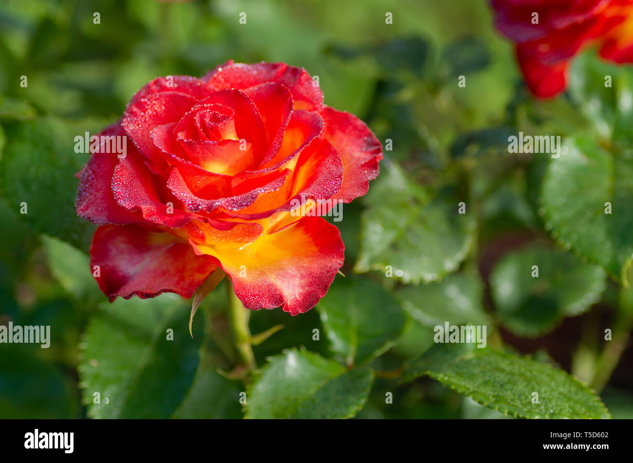 Bollitore per tè e rose ibrido di un grado di fiori preferiti. Molto bella rosa con gocce di rugiada. Close-up. Foto Stock