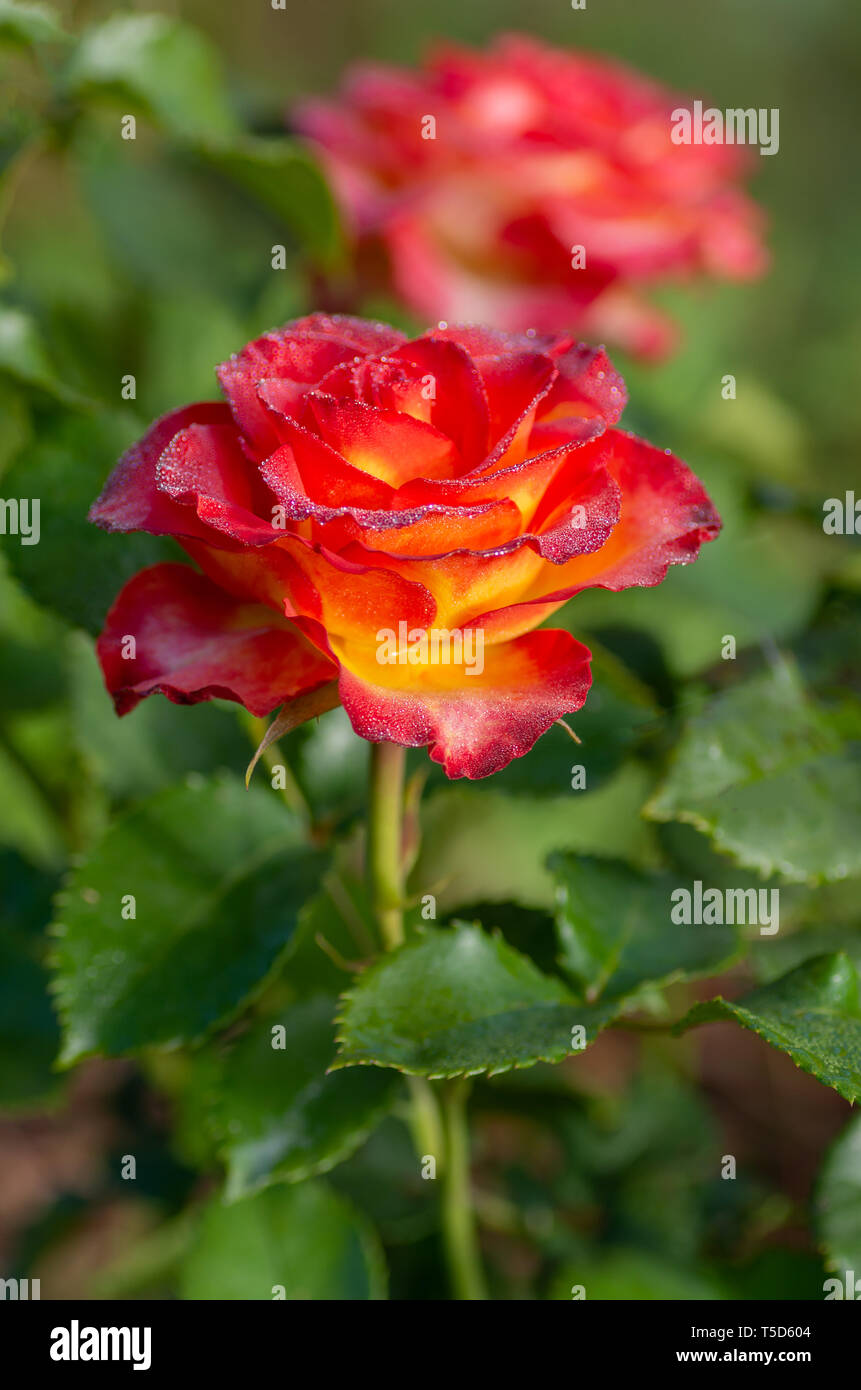 Bollitore per tè e rose ibrido di un grado di fiori preferiti. Molto bella rosa con gocce di rugiada. Close-up. Foto Stock