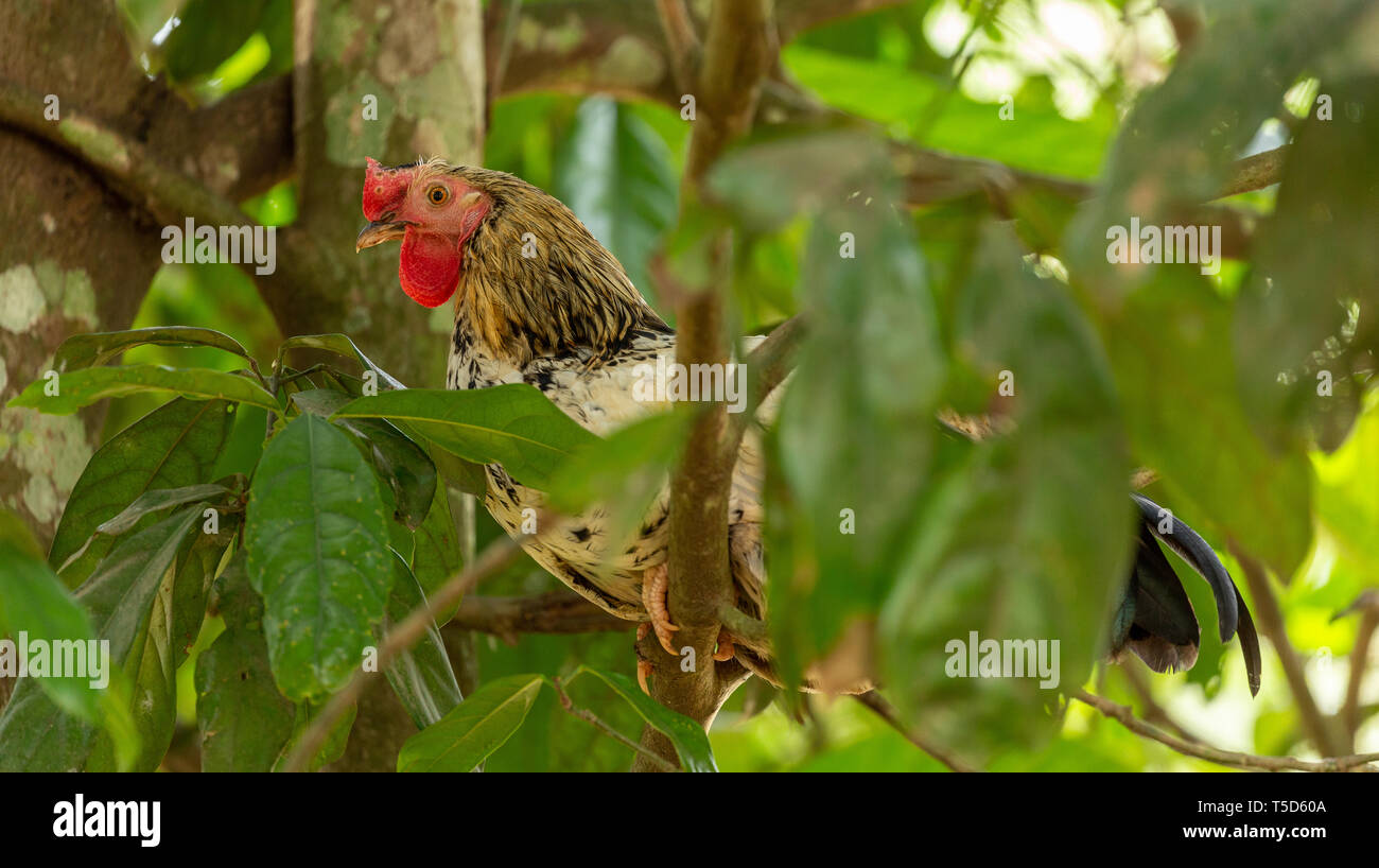 Pollo sono ' appollaiati in una struttura ad albero Foto Stock