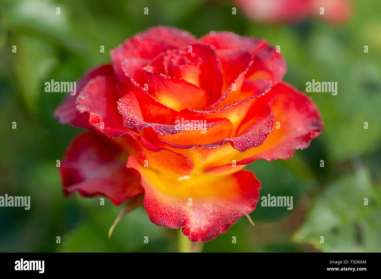 Bollitore per tè e rose ibrido di un grado di fiori preferiti. Molto bella rosa con gocce di rugiada. Close-up. Foto Stock