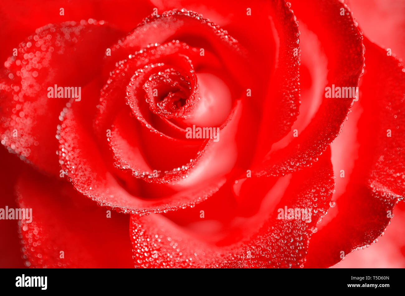 Bollitore per tè e rose ibrido di un grado di fiori preferiti. Molto bella rosa con gocce di rugiada. Close-up. Foto Stock