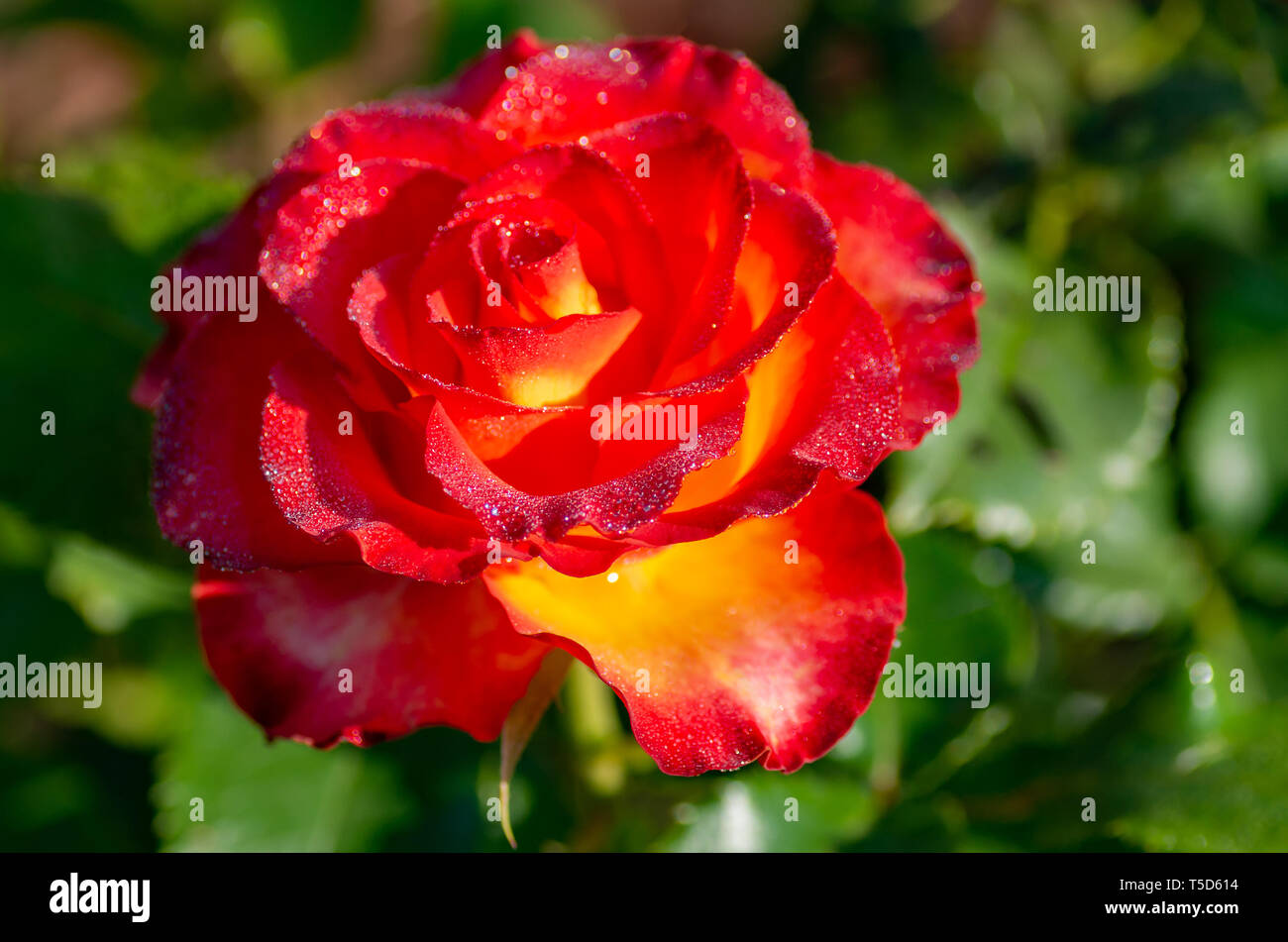 Bollitore per tè e rose ibrido di un grado di fiori preferiti. Molto bella rosa con gocce di rugiada. Close-up. Foto Stock