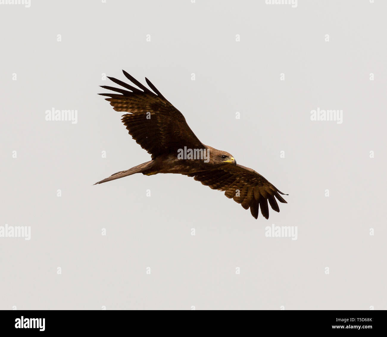 Giallo verrà addebitato il kite in volo Foto Stock