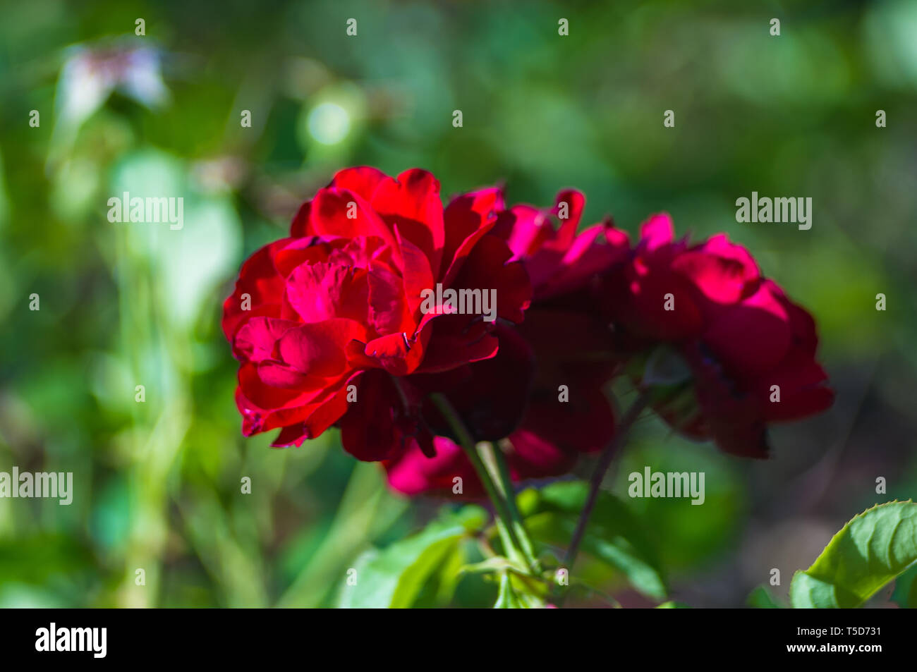 Red Rose fiore su sfondo verde. La natura. Foto Stock