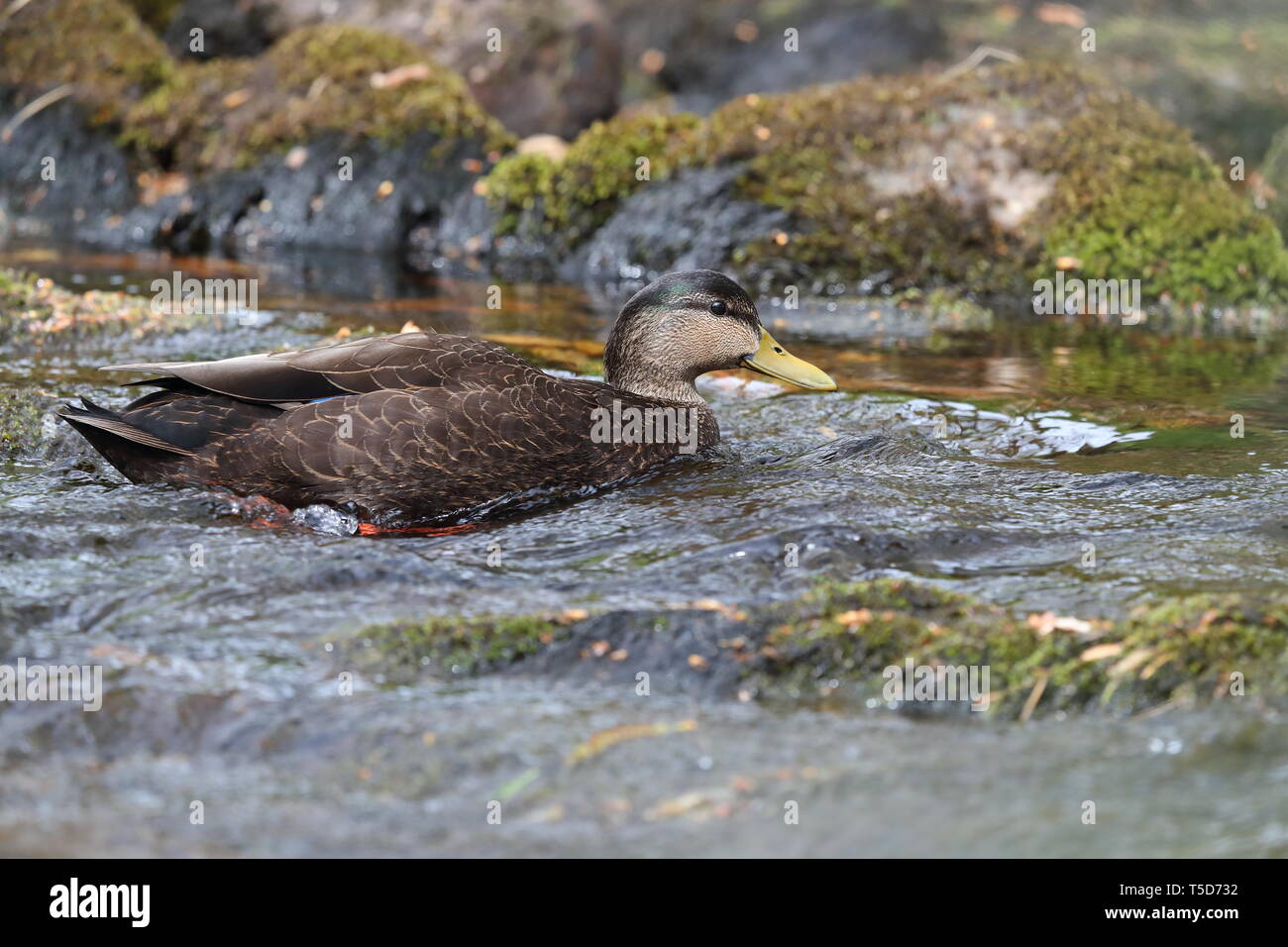 American Black Duck a Strontian Foto Stock