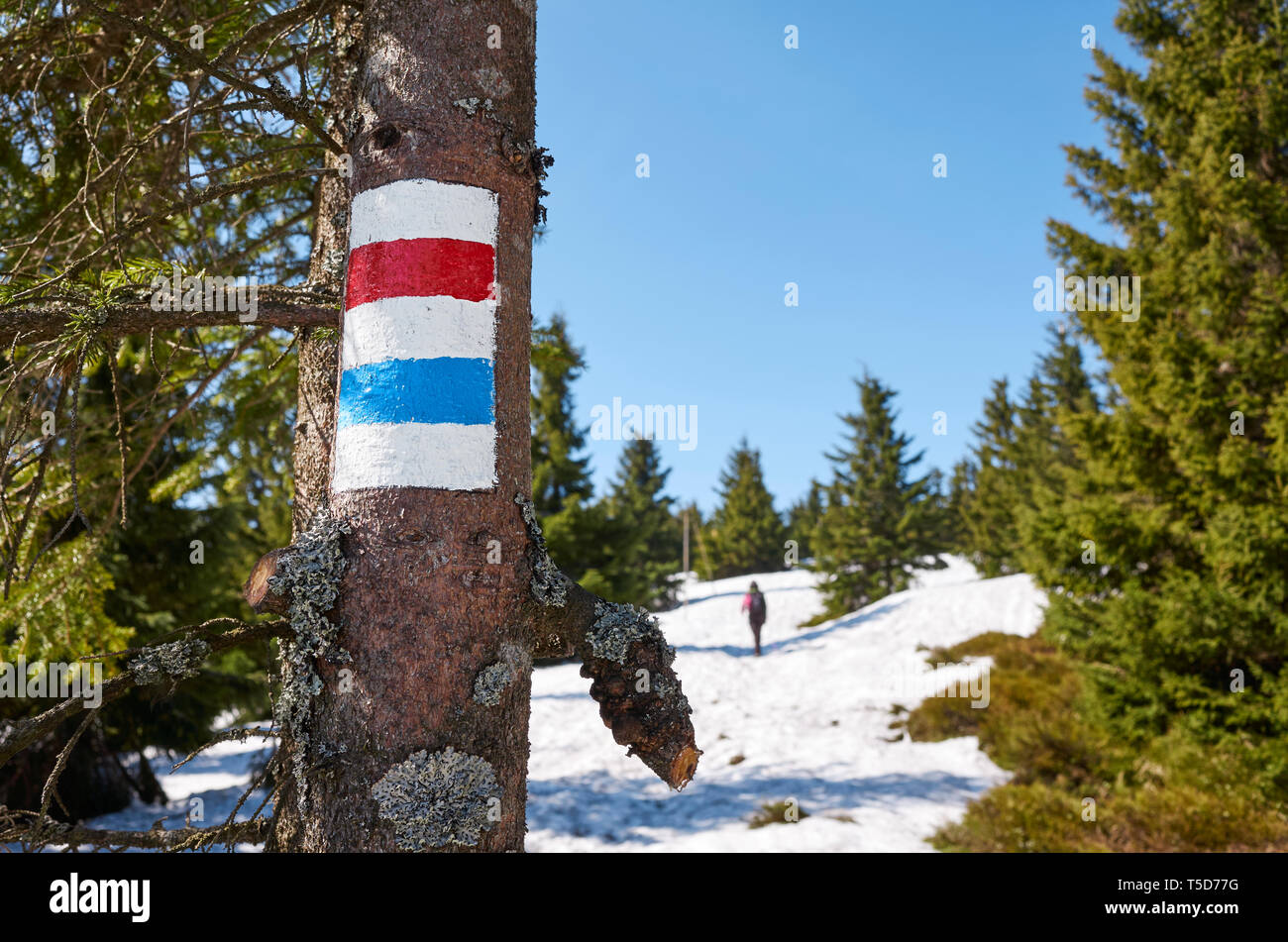 Percorso escursionistico di montagna marcatura su di un tronco di albero in Karkonosze National Park in primavera, Polonia. Foto Stock