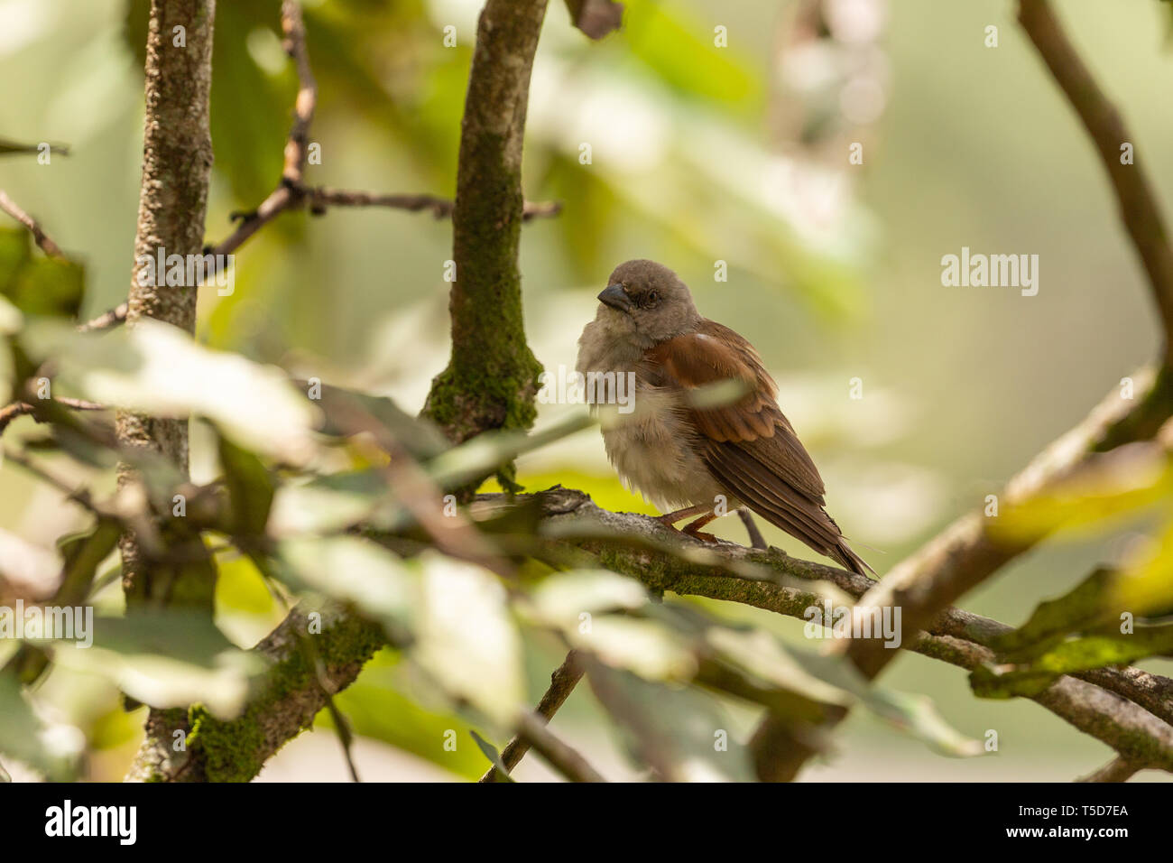 Piccolo uccello nascondendo da sole di mezzogiorno in una bussola, altopiano Obudu Nigeria Foto Stock