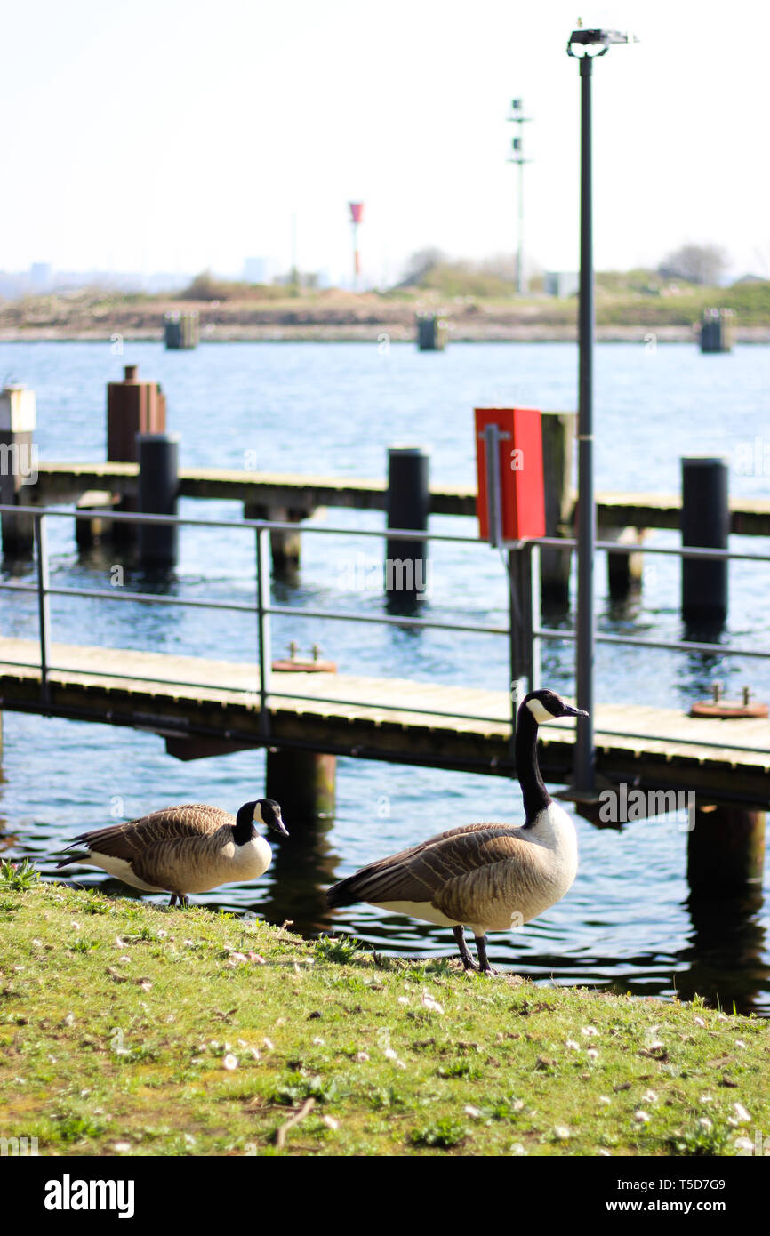 Kanadische Gänse Gänsepaar auf einer Wiese am Wasser, Nord-Ostsee-Kanal mit einer Fabrik im Hintergrund Foto Stock