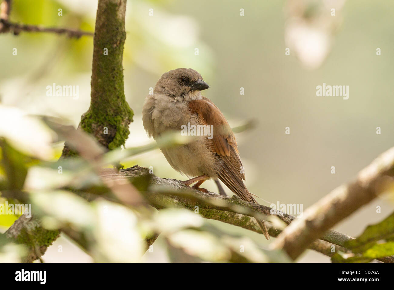 Piccolo uccello nascondendo da sole di mezzogiorno in una bussola, altopiano Obudu Nigeria Foto Stock